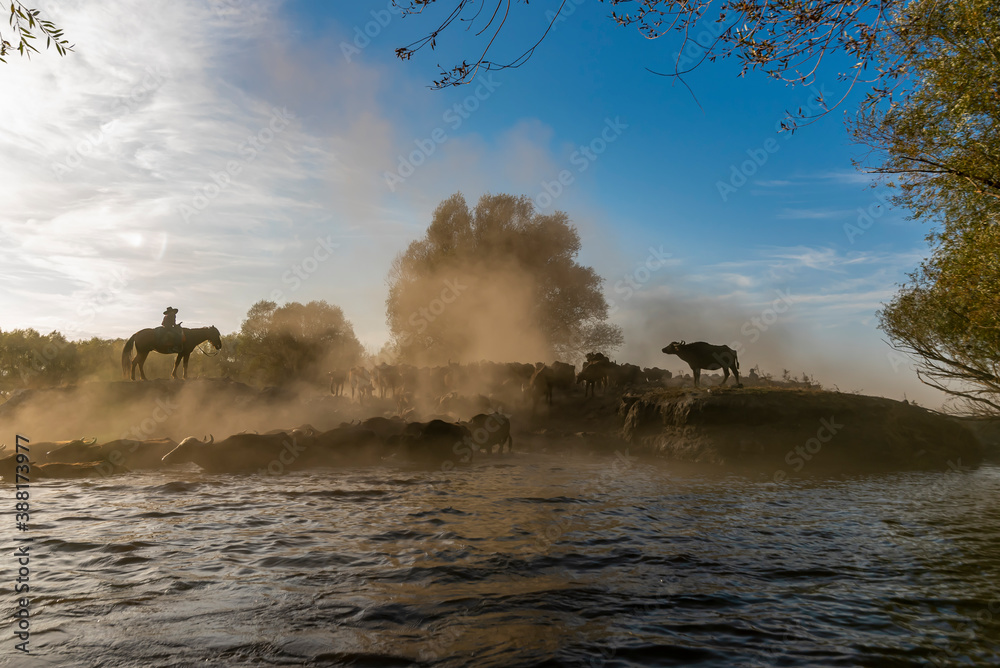 Fototapeta premium wild buffalos and horses in lake Erciyes Mountain Kayseri, Turkey