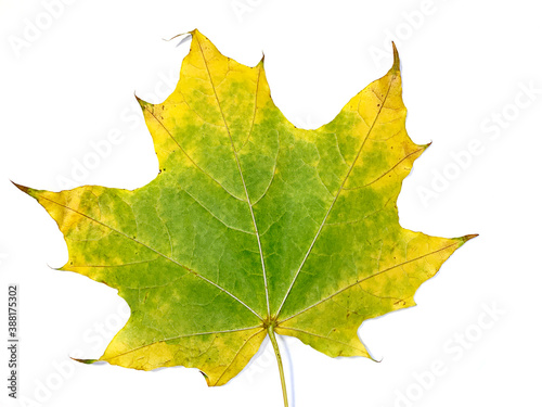 Autumn fallen maple leaf isolated on white background