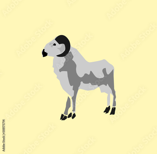 illustration of sheep