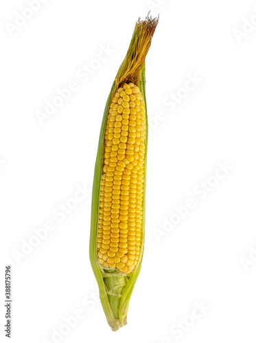 Zea mays. Ripe and fresh corn on the cob isolated on a white background. many varieties that differ in terms of maturation, color and grain size, their taste and ability to store for a long time