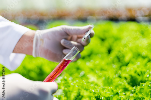 Scientists test the solution, Chemical inspection, Check freshness at organic, hydroponic farm.