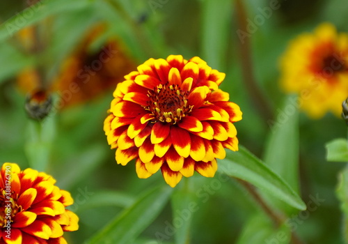 Close up of a red and yellow  Jazzy Group  zinnia flower