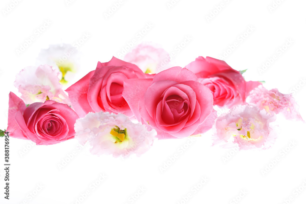Fototapeta premium カーネーションの花びら