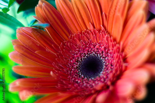 Orange gerbera in a bouquet. Congratulations on your wedding day. Partial focusing of the frame.