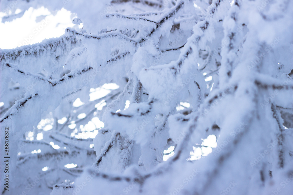 Snow and rime ice on the branches of bushes. Beautiful winter ...
