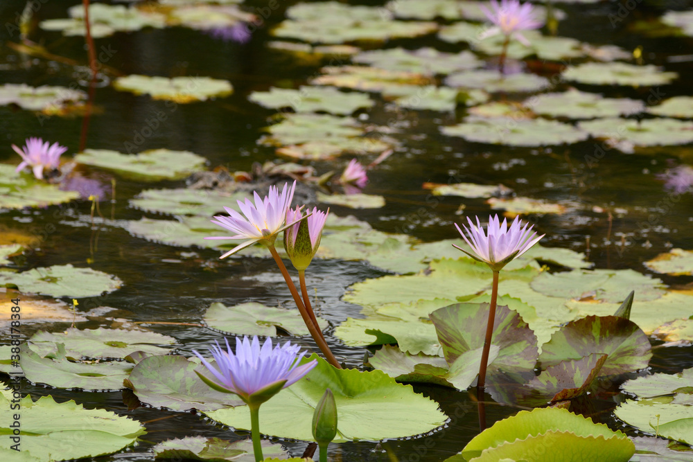 Beautiful purple lotus flowers on pond. Beautiful purple lotus flowers on pond.
