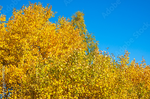 Birch branches with yellow leaves in autumn on blue sky background.