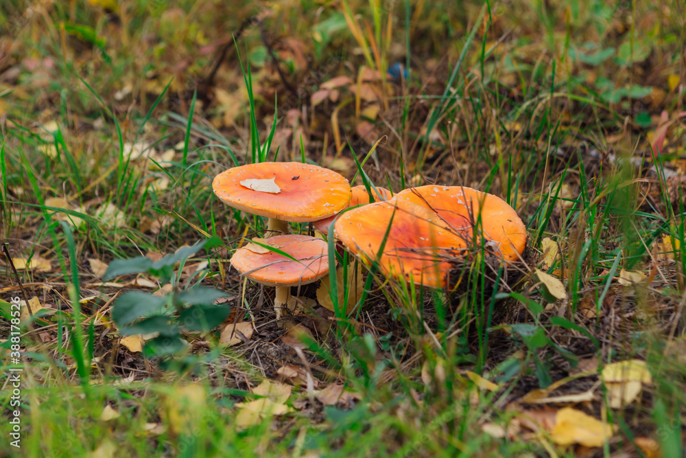 Amanita muscaria is a psychoactive basidiomycete fungus and inedible poisonous mushroom. Amanita muscaria is a psychoactive basidiomycete fungus and inedible poisonous mushroom.