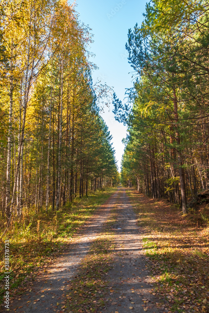 Trail with fallen leaves in an autumn pine forest or park. Trail with fallen leaves in an autumn pine forest or park.