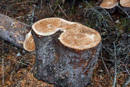 Fresh cut tree stump with sawdust from felling tree