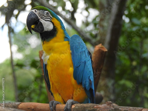 Ara ararauna or yellow macaw on a tree branch