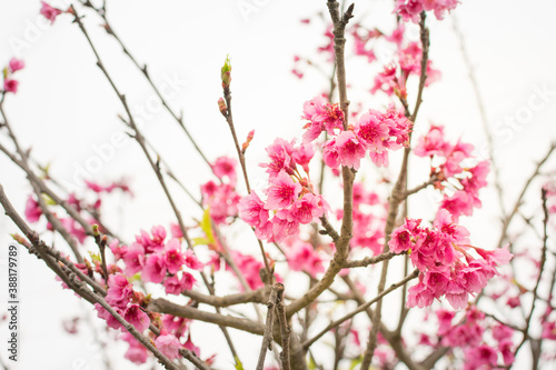 Ramas de sakura y flores