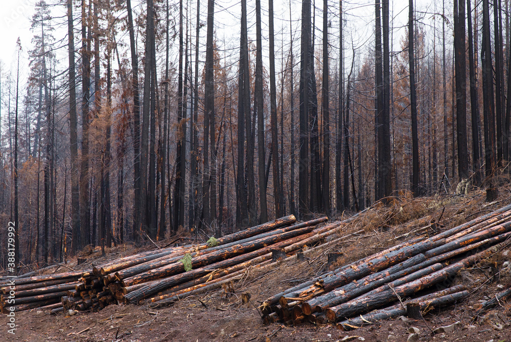 The Beachie Creek Fire near the Santiam river in Oregon left the landscape scorched and bare The Beachie Creek Fire near the Santiam river in Oregon left the landscape scorched and bare