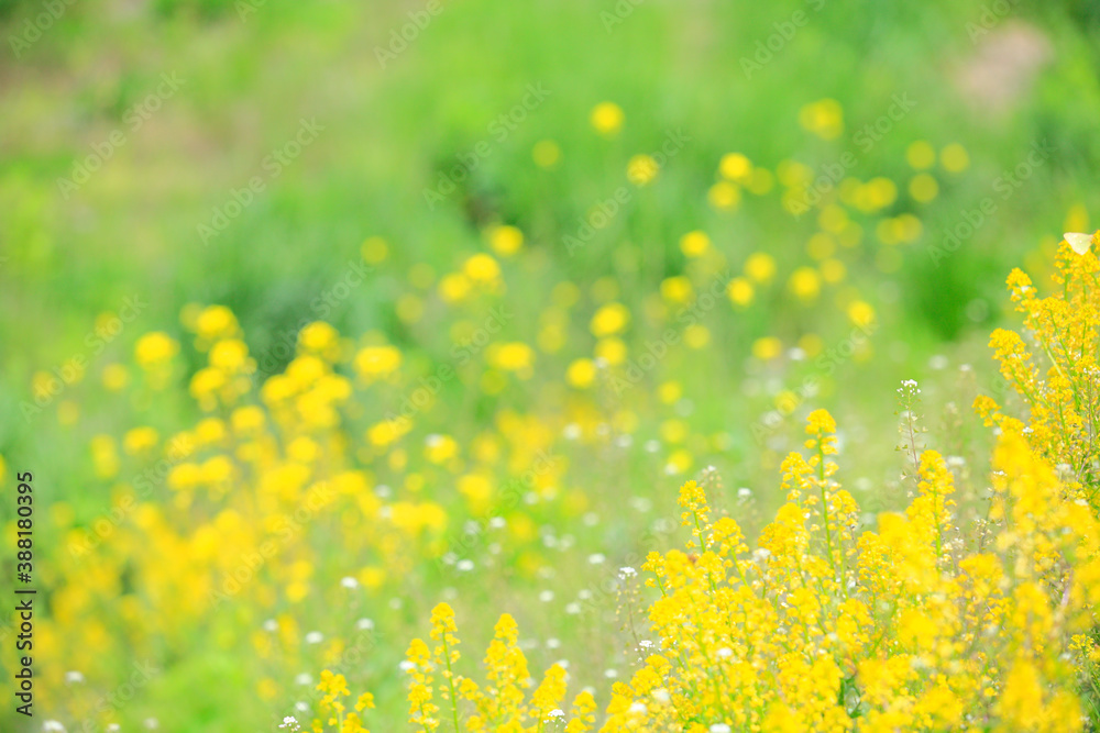 Obraz premium 春の菜の花畑