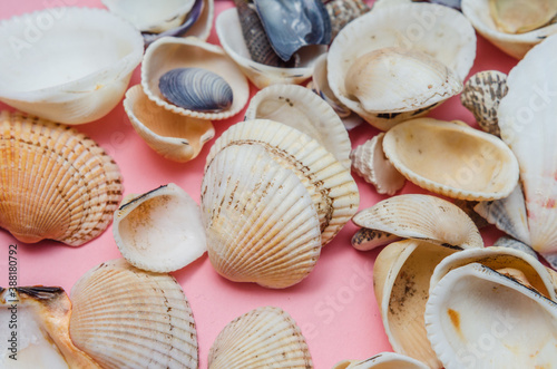 seashells from a summer holiday at the sea