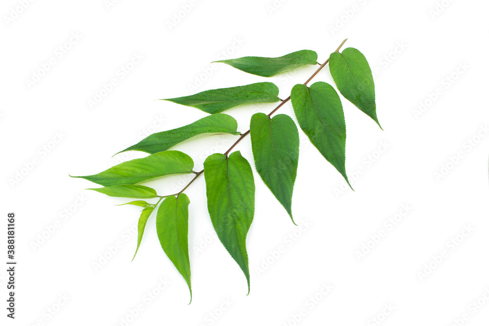 Fototapeta premium Trema Leaves orientalis isolated on white background, tropical tree.