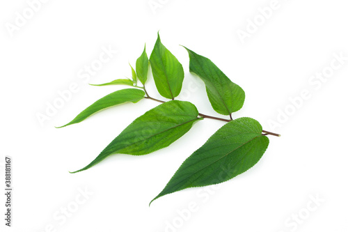 Trema Leaves orientalis isolated on white background, tropical tree.