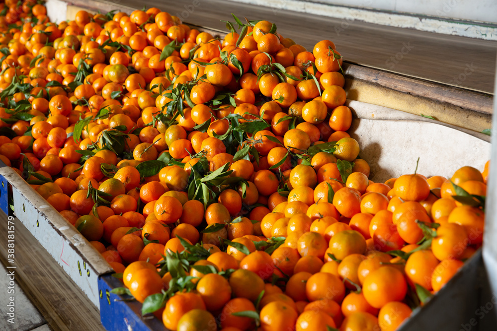Ripe tangerines on sorting line in fruit warehouse