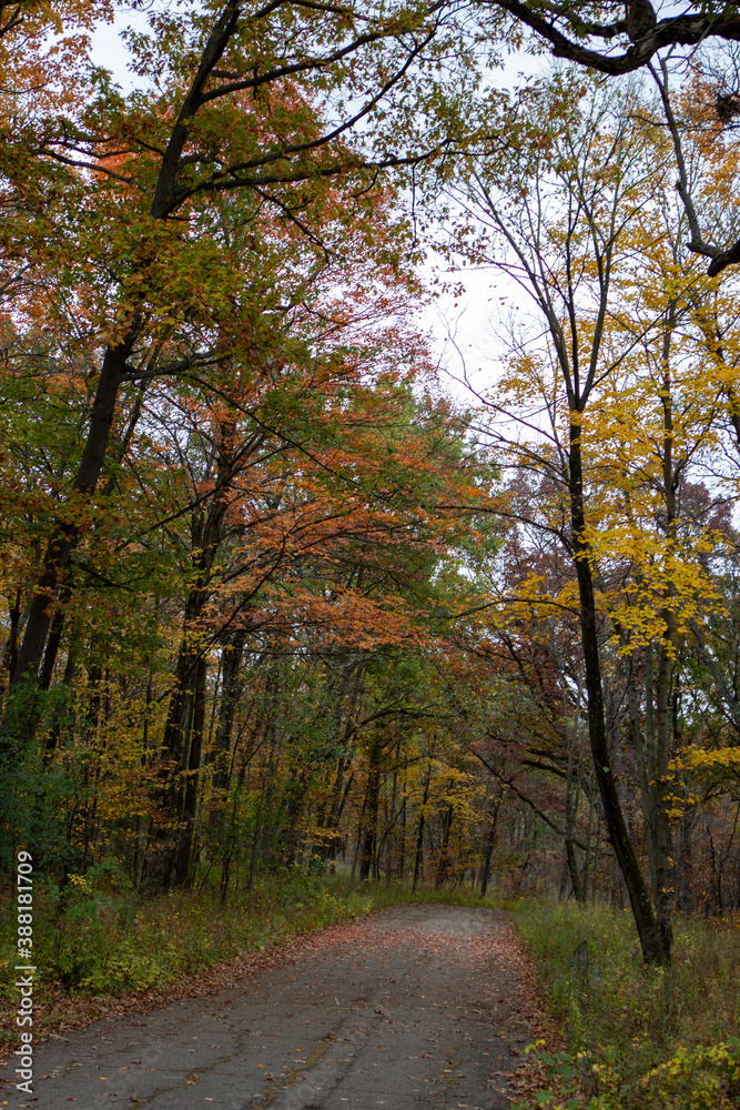 path in forest