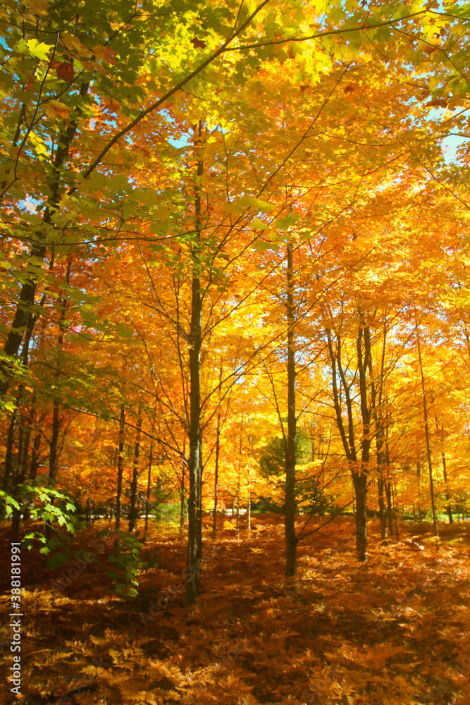 autumn in the forest