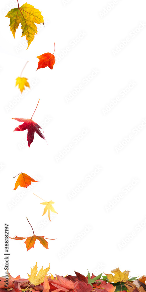 Autumn Leaves Falling Vertical