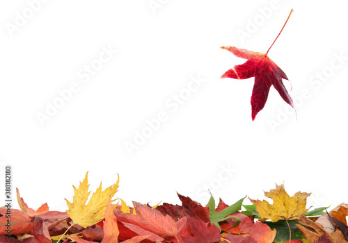 Autumn Leaves Falling