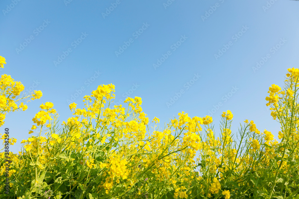 菜の花