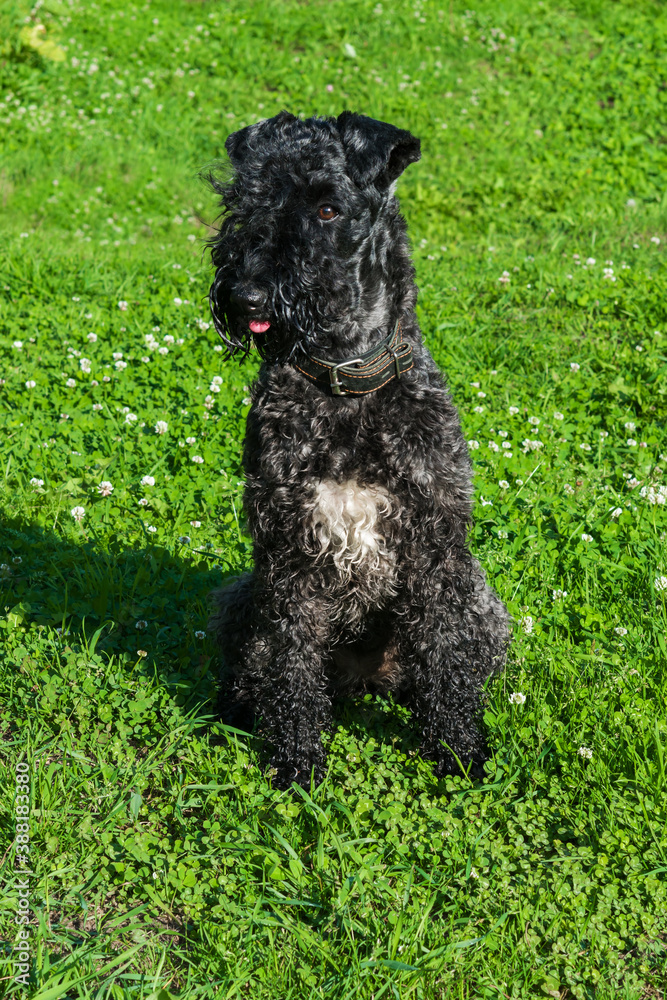 Dog breed Kerry blue Terrier puppy with a white spot on the chest against the green grass, close-up Dog breed Kerry blue Terrier puppy with a white spot on the chest against the green grass, close-up