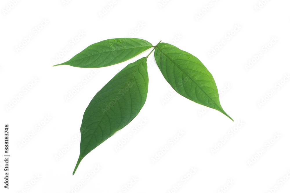 Derris elliptica Benth leaf on white background.