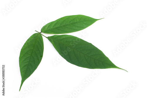 Derris elliptica Benth leaf on white background.