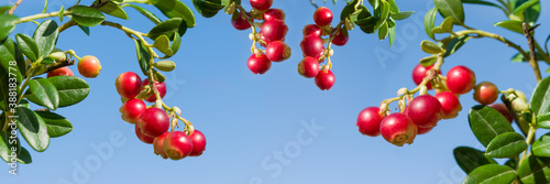 Red and white cranberry berries on a Bush with green leaves against a blue sky, close-up, panorama