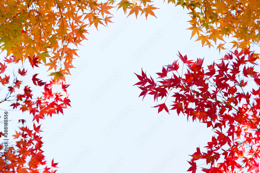 紅葉 紅葉