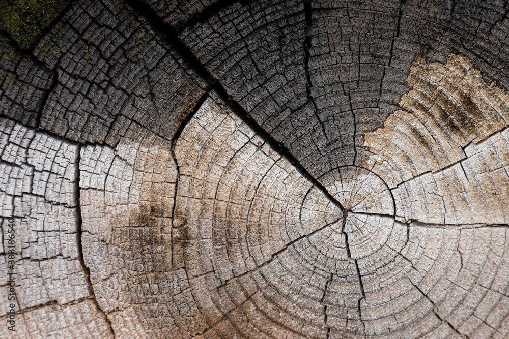 Fototapeta premium Two tones surface in brown color of cracking wood.