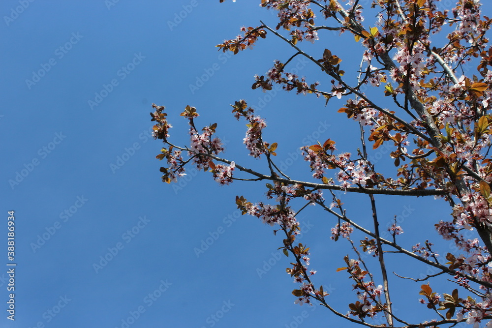 Pink flower blossoms with blue sky backdrop Pink flower blossoms with blue sky backdrop