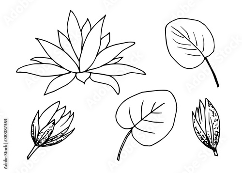 Simple ink vector drawing. Black contour of a water lily flower, lotus, leaf, bud. Set of floral elements.