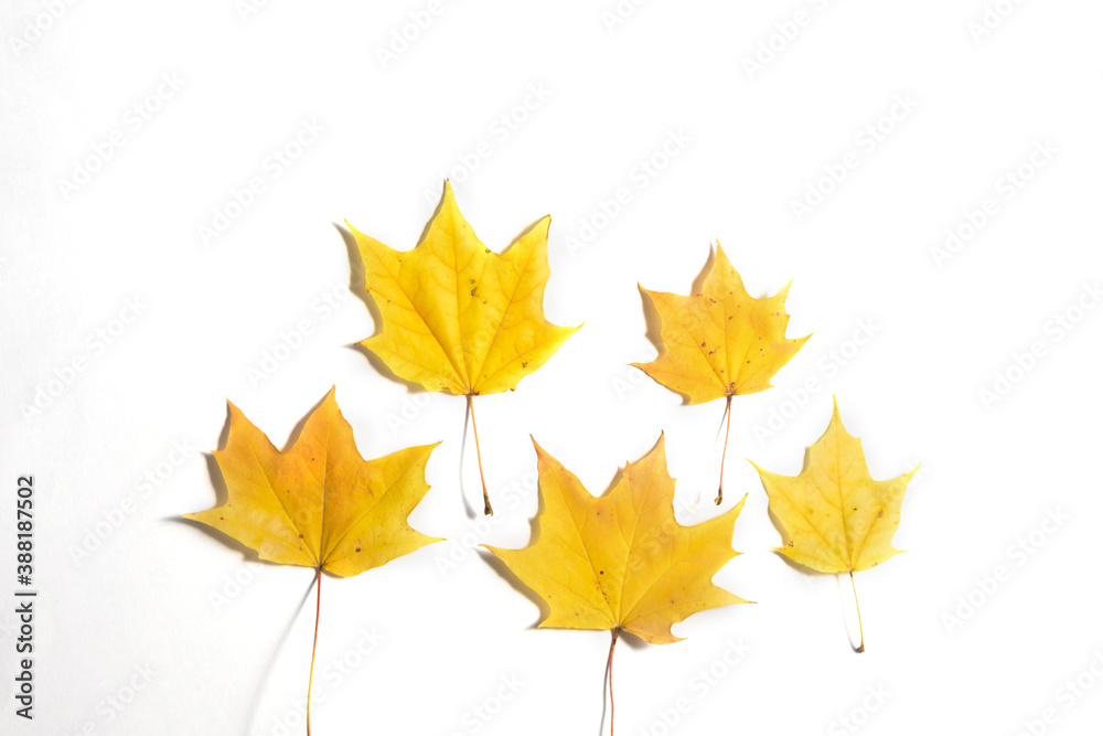 Yellow Autumn fallen foliage on white background Yellow Autumn fallen foliage on white background