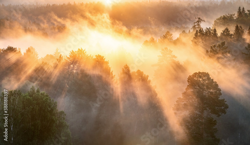 Dawn in a foggy forest, the sun's rays make their way through the fog and trees.