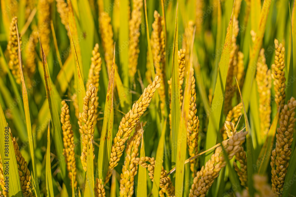 Close view of yellow and mature rice field in autumn time. Close view of yellow and mature rice field in autumn time.