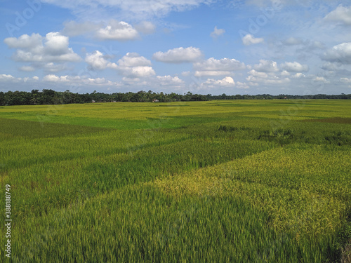 Paddy field of Assam,India during the autumn season