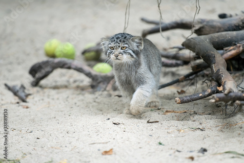 Canvas Print Pallas's cat  (Otocolobus manul)