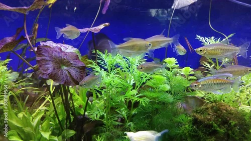 Many Congo tetra fishes (Phenacogrammus interruptus) diving in glass fish tank around with green freshwater plant and blue background. photo
