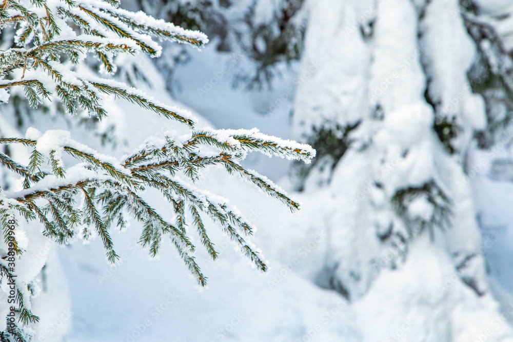 branches of a coniferous tree in the snow. winter season. Christmas. branches of a coniferous tree in the snow. winter season. Christmas.