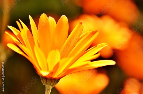 Close up of a Poppy flower in sunlight photo