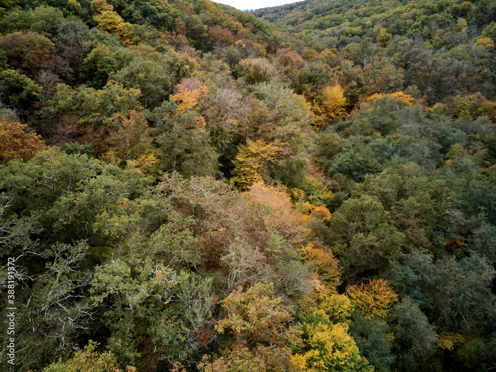 France, Auvergne, Allier, Foret de Troncais, Vue aérienne de la Forêt de Troncais