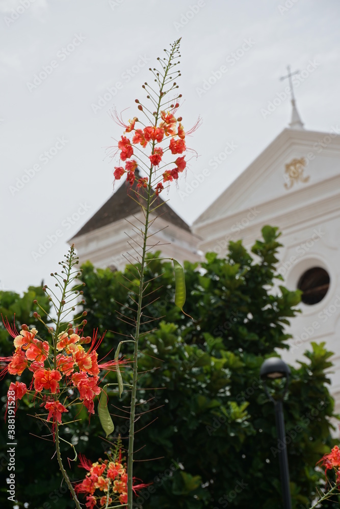 flower and church