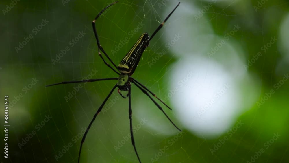 Golden-orb web spiders back view with long legs against natural lights of the wild. Golden-orb web spiders back view with long legs against natural lights of the wild.