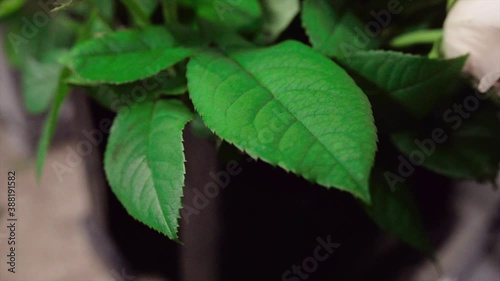 Wallpaper Mural closeup of green leaves in a studio Torontodigital.ca