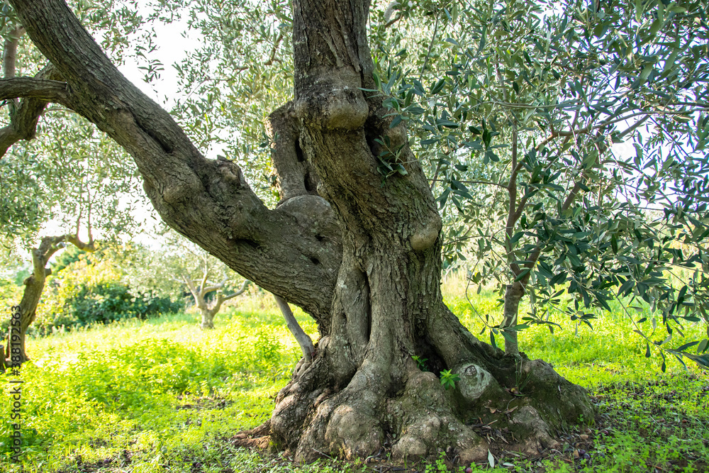 ZADAR, CROATIA, 25.10.2020. Olive tree in Dalmatia just before harvest. Mediterranean landscape.