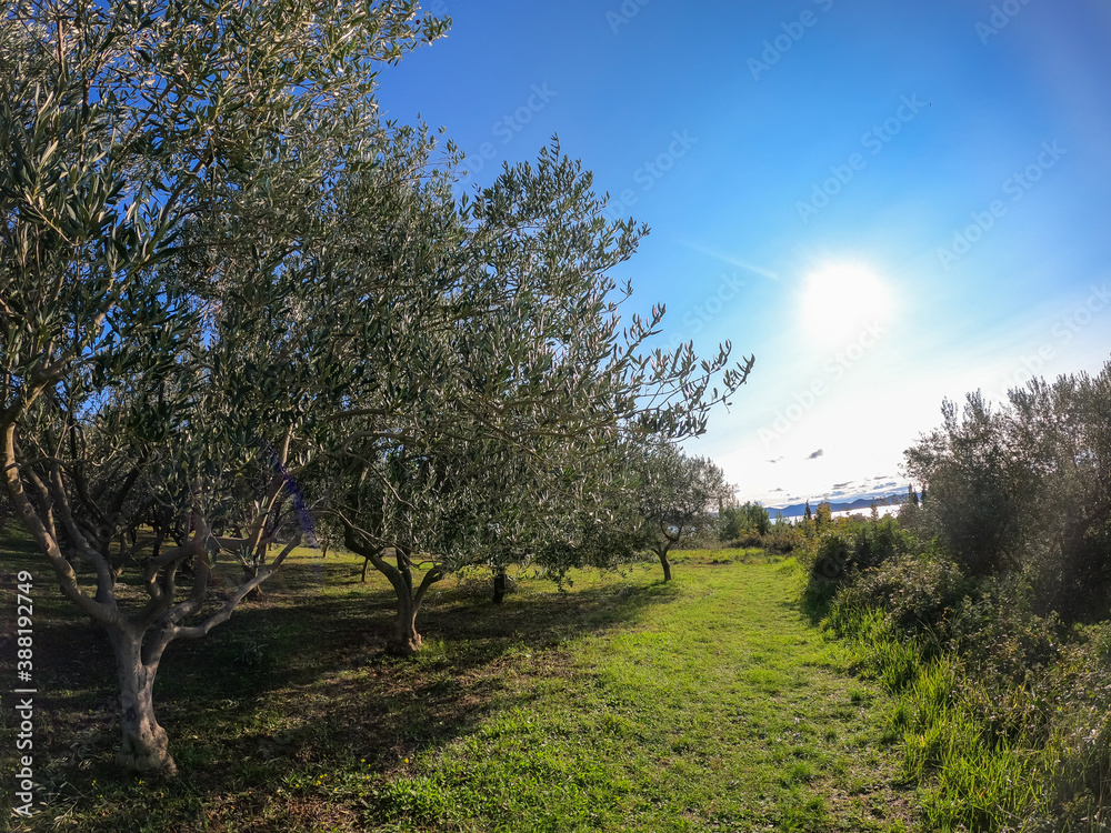 ZADAR, CROATIA, 25.10.2020. Olive trees in Dalmatia just before harvest. Mediterranean landscape.