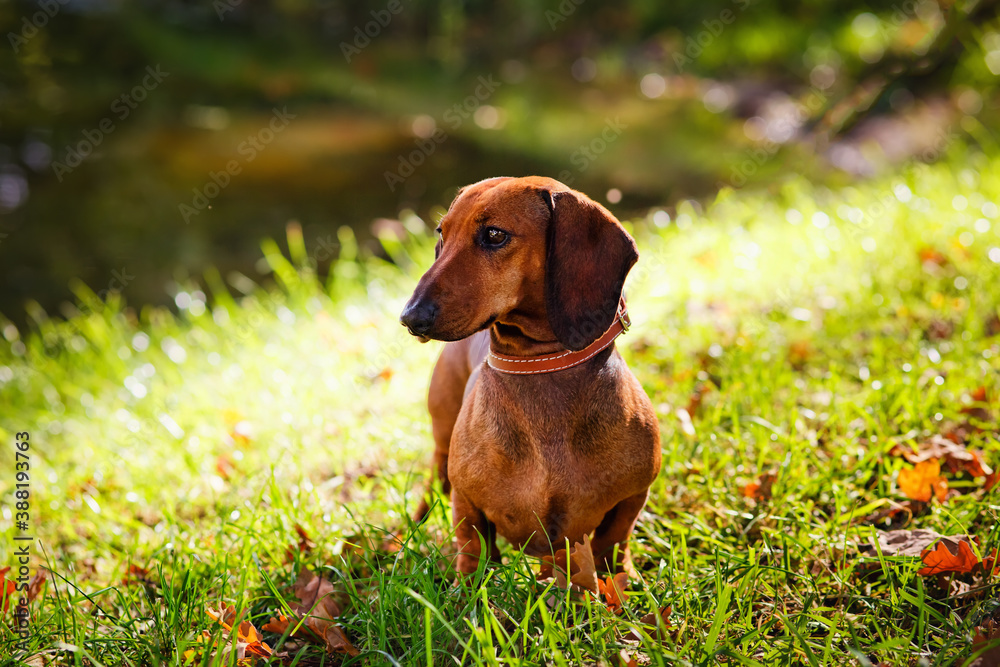 Red Dachshund close-up of a dog in an autumn Park against the background of fallen leaves and green grass.